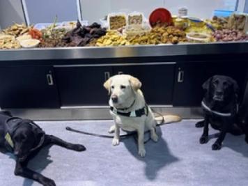 3 Bangladeshis Detained at Canadian Airport for Carrying Meat and Vegetables; Fined Nearly Tk 150,000