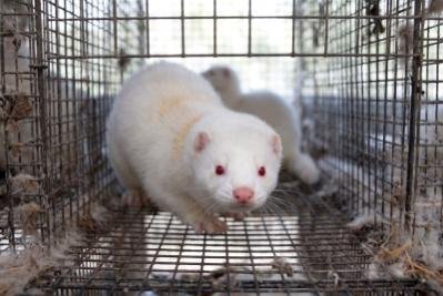 Bird flu outbreak at Utah mink farm exposes gaps in federal oversight